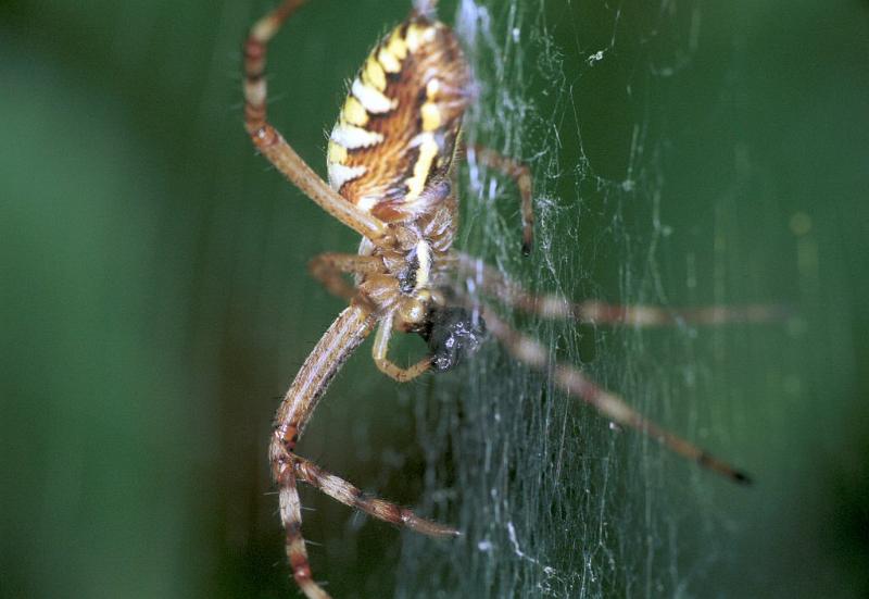Argiope_bruennichi_F2221_Z_80_Les Gris_Frankrijk.jpg